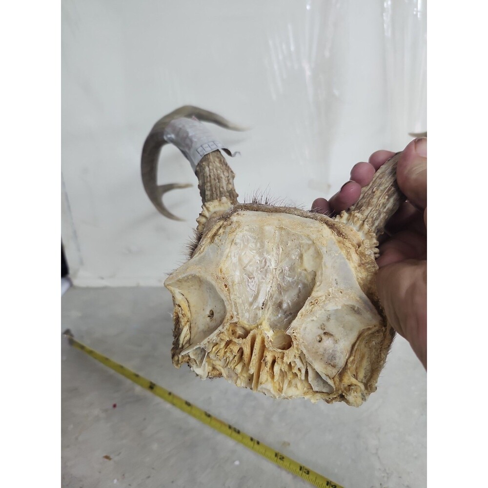 Deer Rack antler Pair With Skull Cap 6 Point - Picture 7 of 9
